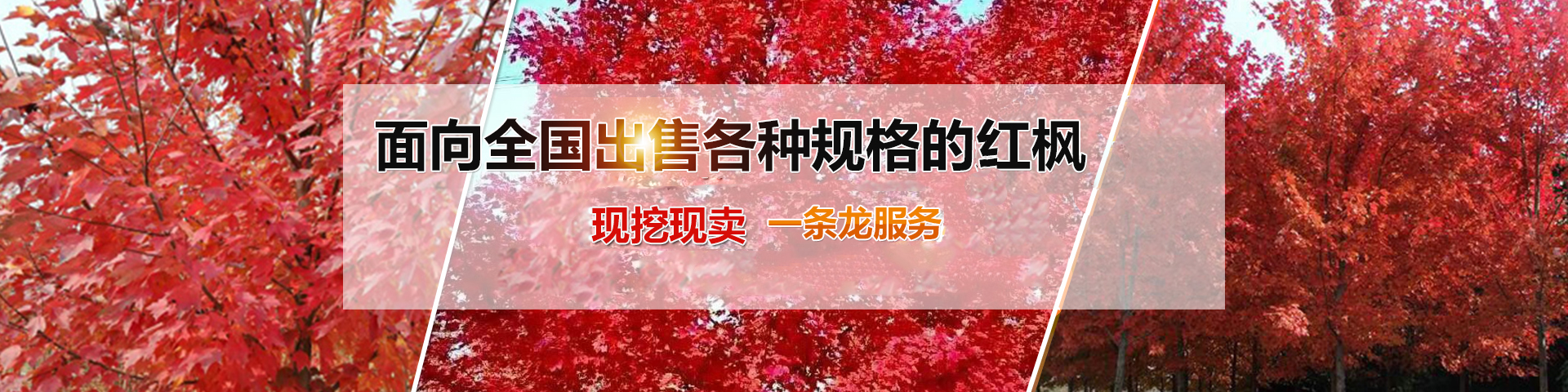 濟寧金楓園林工程有限公司