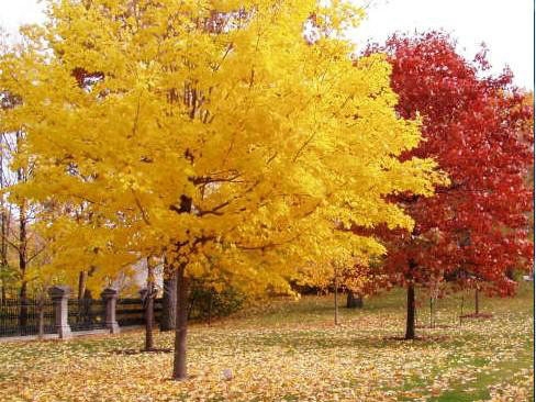 一、我們的紅楓為何能保障在同類產(chǎn)品中價(jià)錢低？